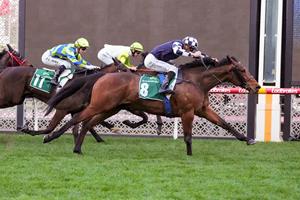 GELDING JETS HOME FROM FARHH BACK 